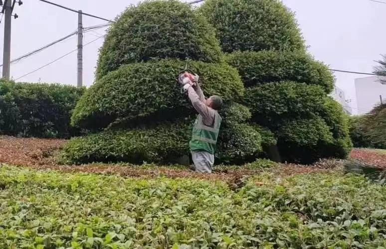 綠化養護1